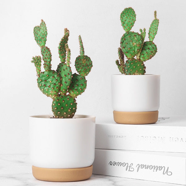 Double Succulents Flower Pots